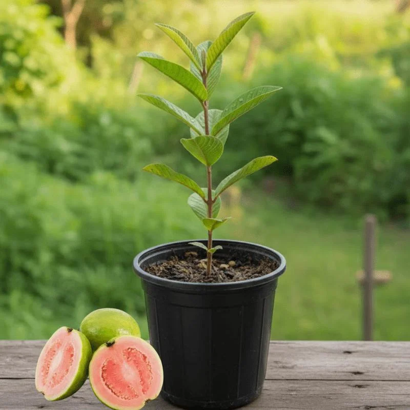 Beetroot Guava Plants thumbnail 5